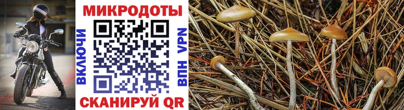 Галлюциногенные грибы Cubensis  где можно купить   Красково 